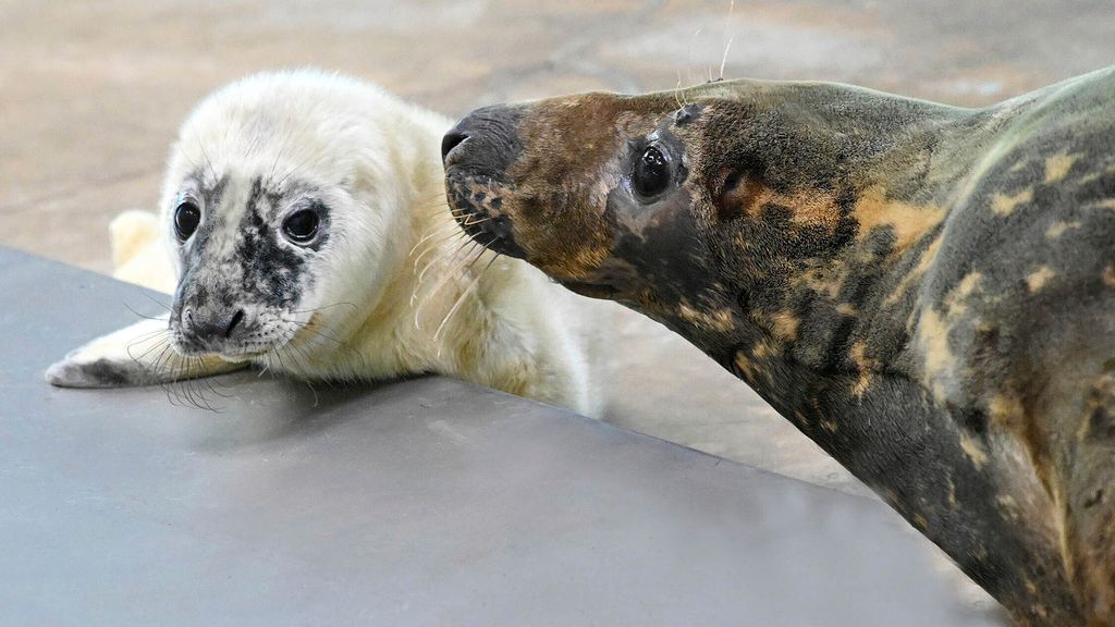 This recent image provided by the Brookfield Zoo shows a male grey seal pup and his mother at the Brookfield Zoo in Brookfield, Ill. Zoo officials say a grey seal found stranded and blind more than a decade ago on an island in Maine has given birth at the Chicago-area zoo and is now “a very attentive mother" to her newborn. (Jim Schulz/Brookfield Zoo via AP)