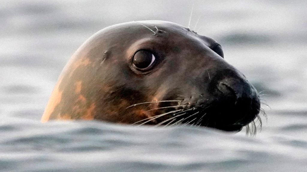 FILE - A gray seal swims in Casco Bay, off Portland, Maine, in this Sept. 15, 2020 file photo. Seal die-offs from the bird flu have been detected everywhere from New England to Chile. (AP Photo/Robert F. Bukaty, files)