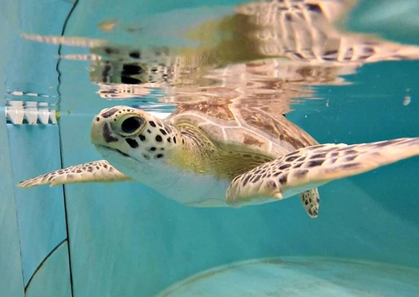 SEA LIFE Aquarium Welcomes First Sea Turtle