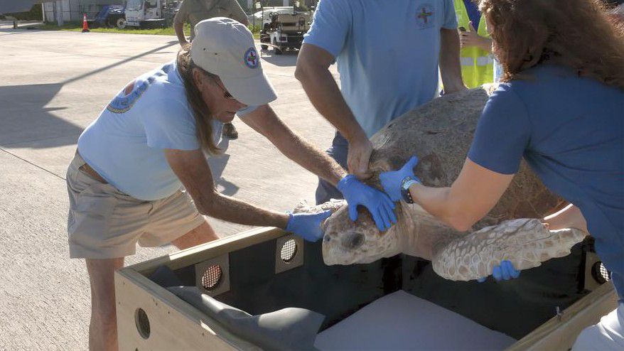 In this photo provided by the Florida Keys News Bureau, staff from the Florida Keys-based Turtle Hospital place a large loggerhead sea turtle into a shipping crate Sunday, Sept. 26, 2021, in Marathon, Fla.  (Steve Panariello/Florida Keys News Bureau via AP)