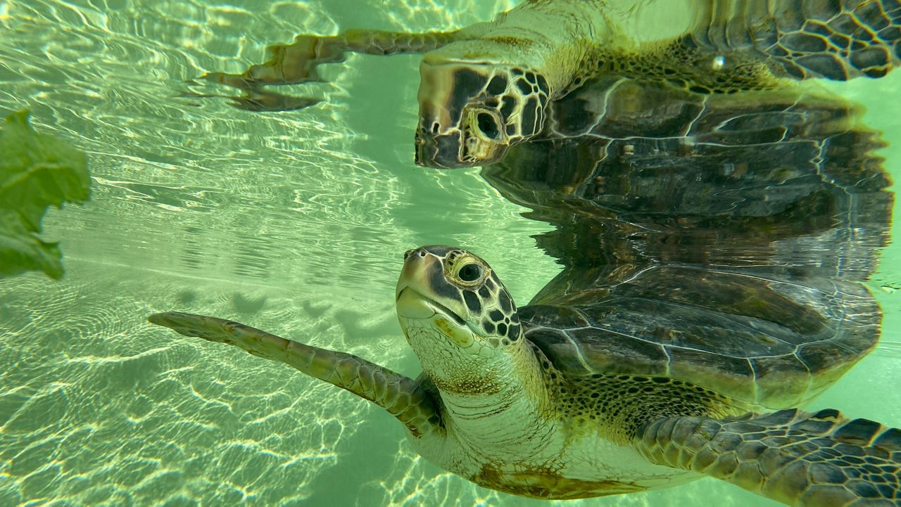 Pictured here is Emerald the Atlantic Green Sea Turtle. (Photo courtesy of Living Coast Discovery Center)