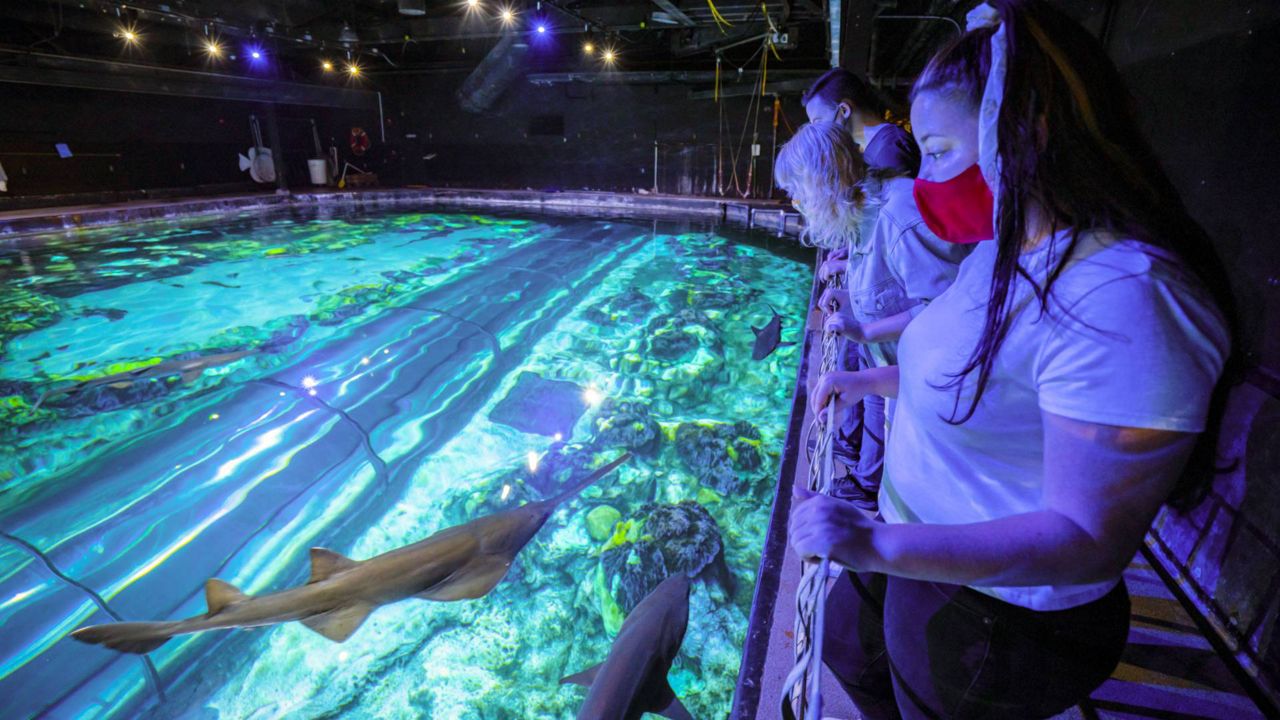 SeaWorld guests observe and learn about sharks during the park's "Ultimate Shark Experience." The event makes its return July 7 - 14. (Photo: SeaWorld)