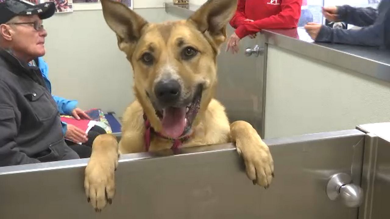 second chance animal shelter dogs