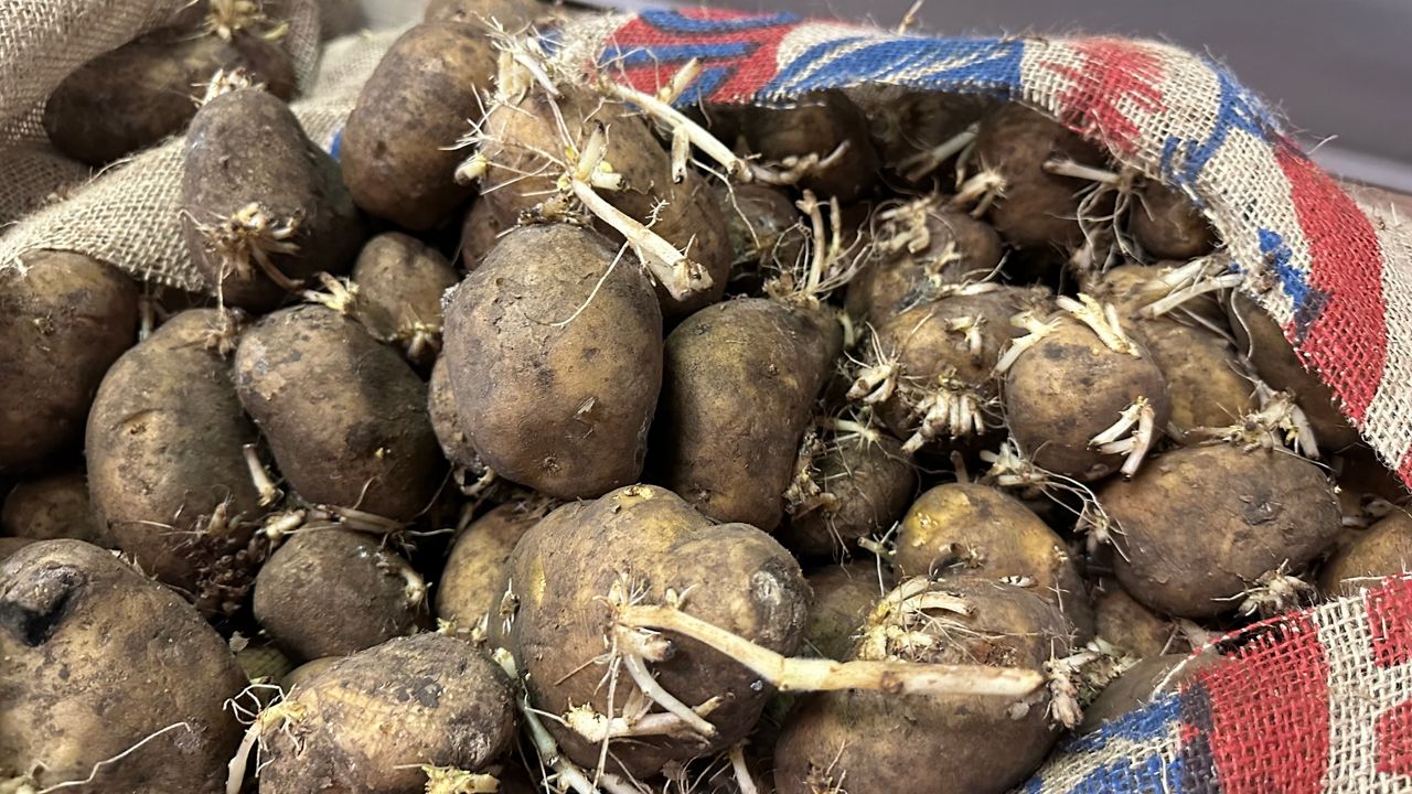Jefferson Co. Residents can get free potato, onion seedlings