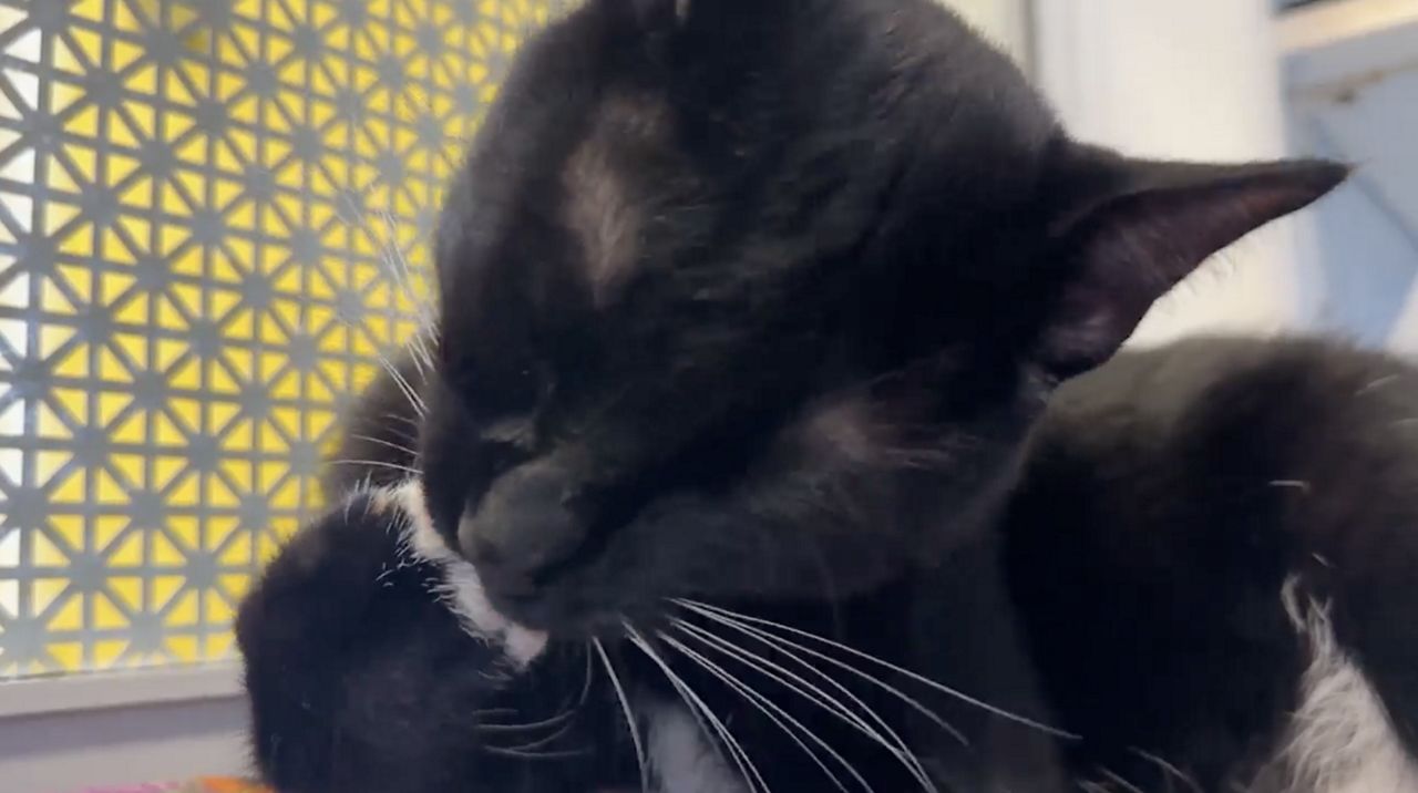 Seminole County leaders considering ban on declawing of cats