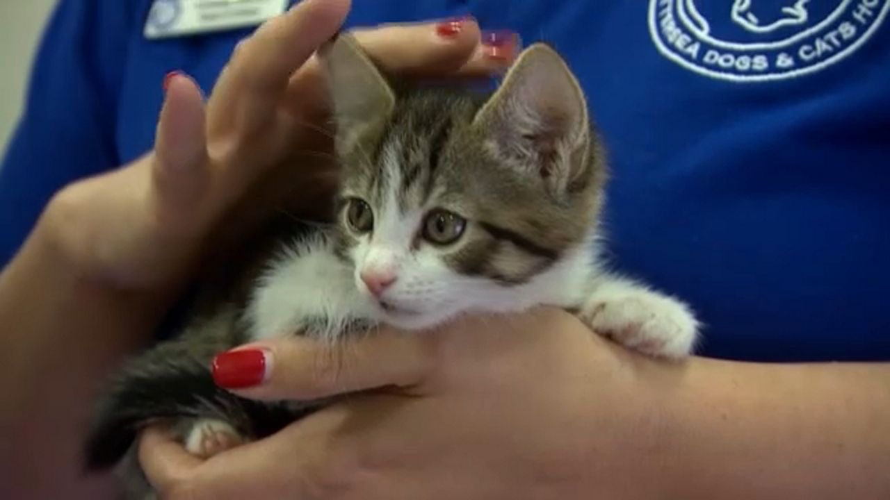 Wisconsin Humane Society cats from kentucky tornadoes 