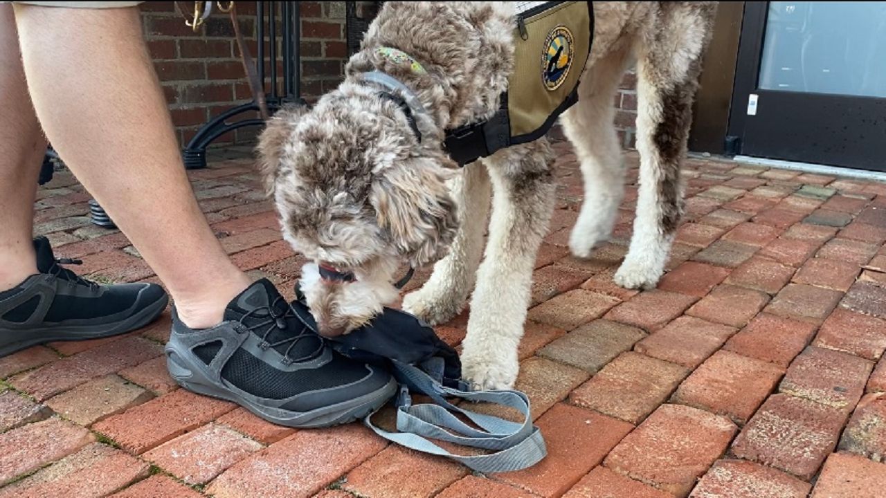 service dog training