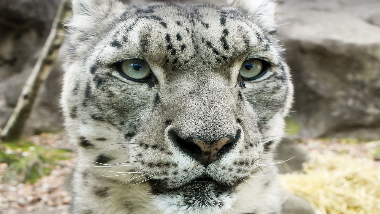 New Male Snow Leopard Makes Public Debut - Milwaukee County Zoo