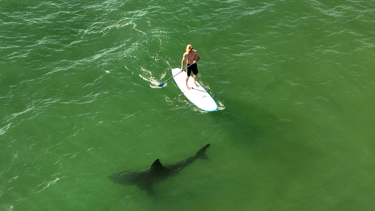 This drone image released by researchers with the Shark Lab at Cal State Long Beach, shows a juvenile white shark swimming next to a standing man on a long board along the Southern California coastline, April 28, 2022. (Carlos Gauna/CSULB Shark Lab via AP)