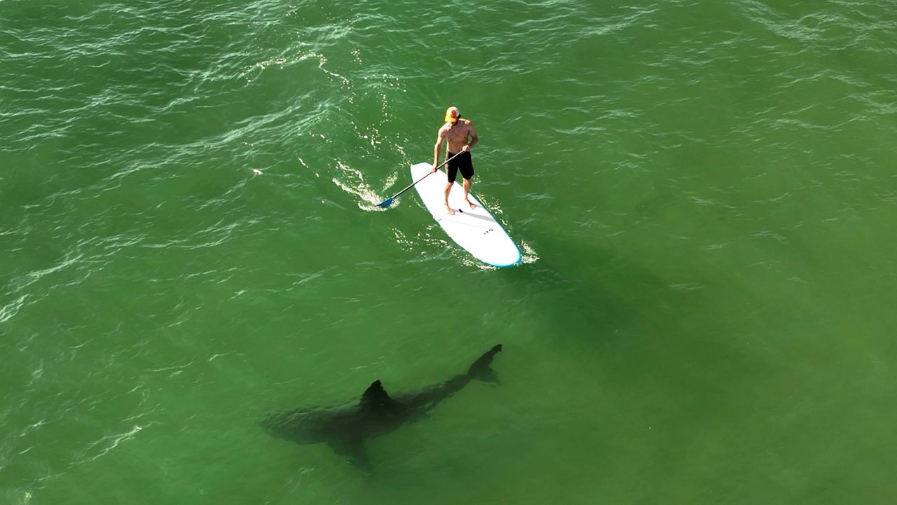 'Shark-monitoring' drones deployed at some New York beaches