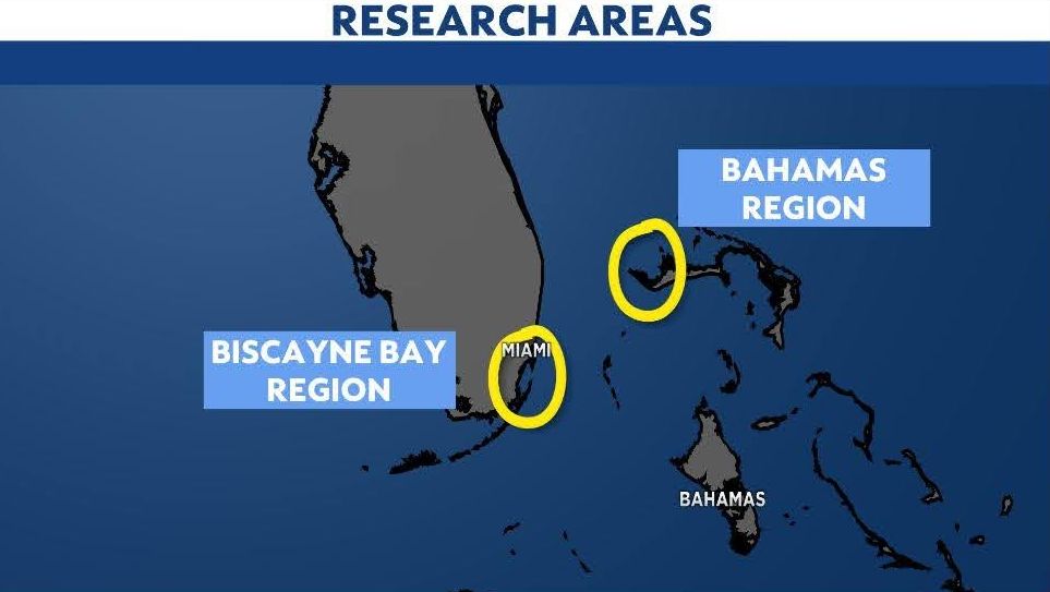 Tiger sharks are not scared of hurricanes, US researchers say