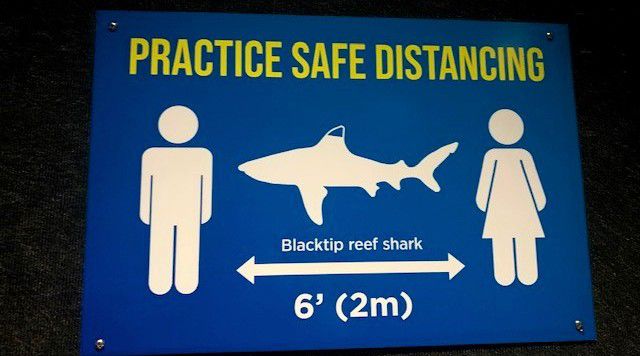 A social distancing sign using a shark as a measure at SeaWorld San Antonio (Spectrum News)