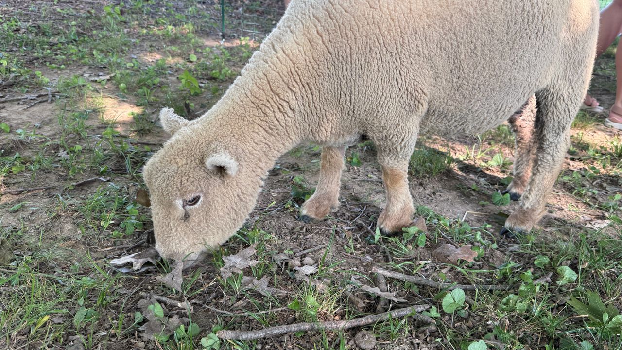 Kentuckians find alternative to lawn care with rescued sheep