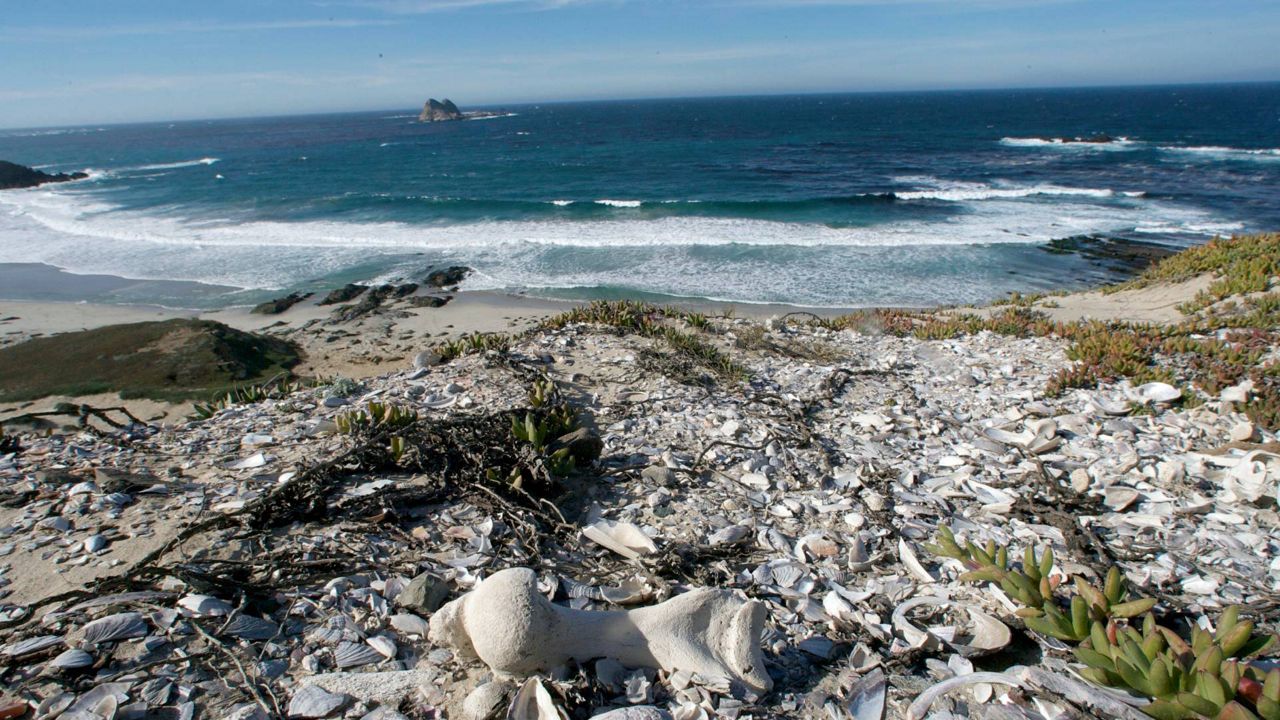 Remnants of discarded abalone, mussel and other shellfish that hold clues to an ancient human diet lie on a sand dune in San Miguel Island, Calif., on Jan. 6, 2009. (AP Photo/Damian Dovarganes)