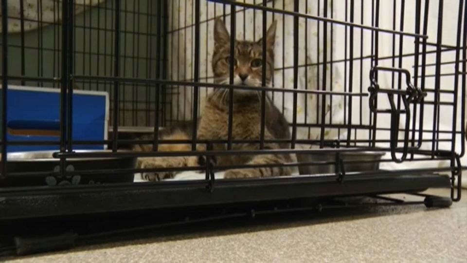 A generic photograph of a cat in a cage (Spectrum News Images)