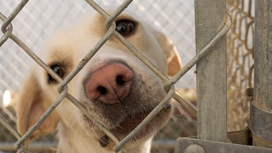 Half-price dog adoptions on Dec. 28 at Verona Street shelter