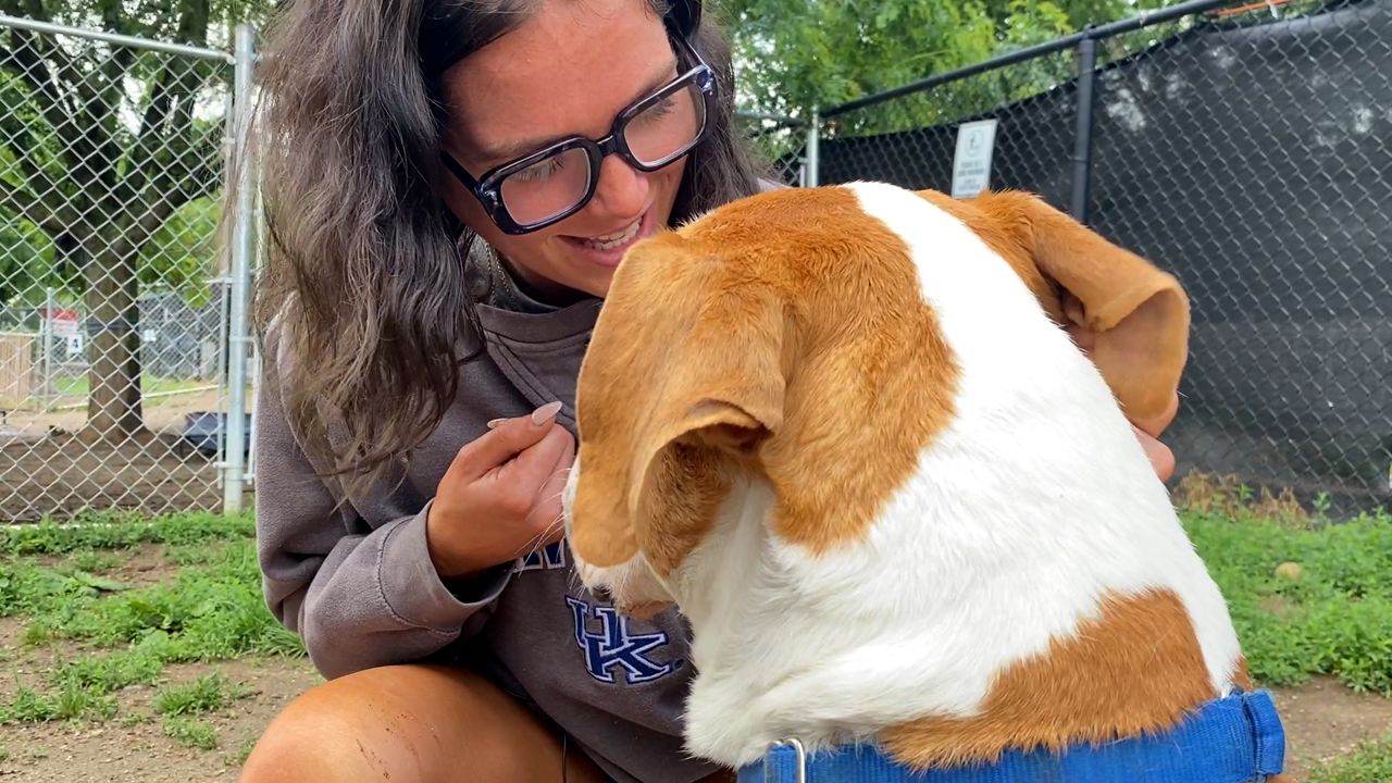 Animal shelters overcrowded as college kids move home