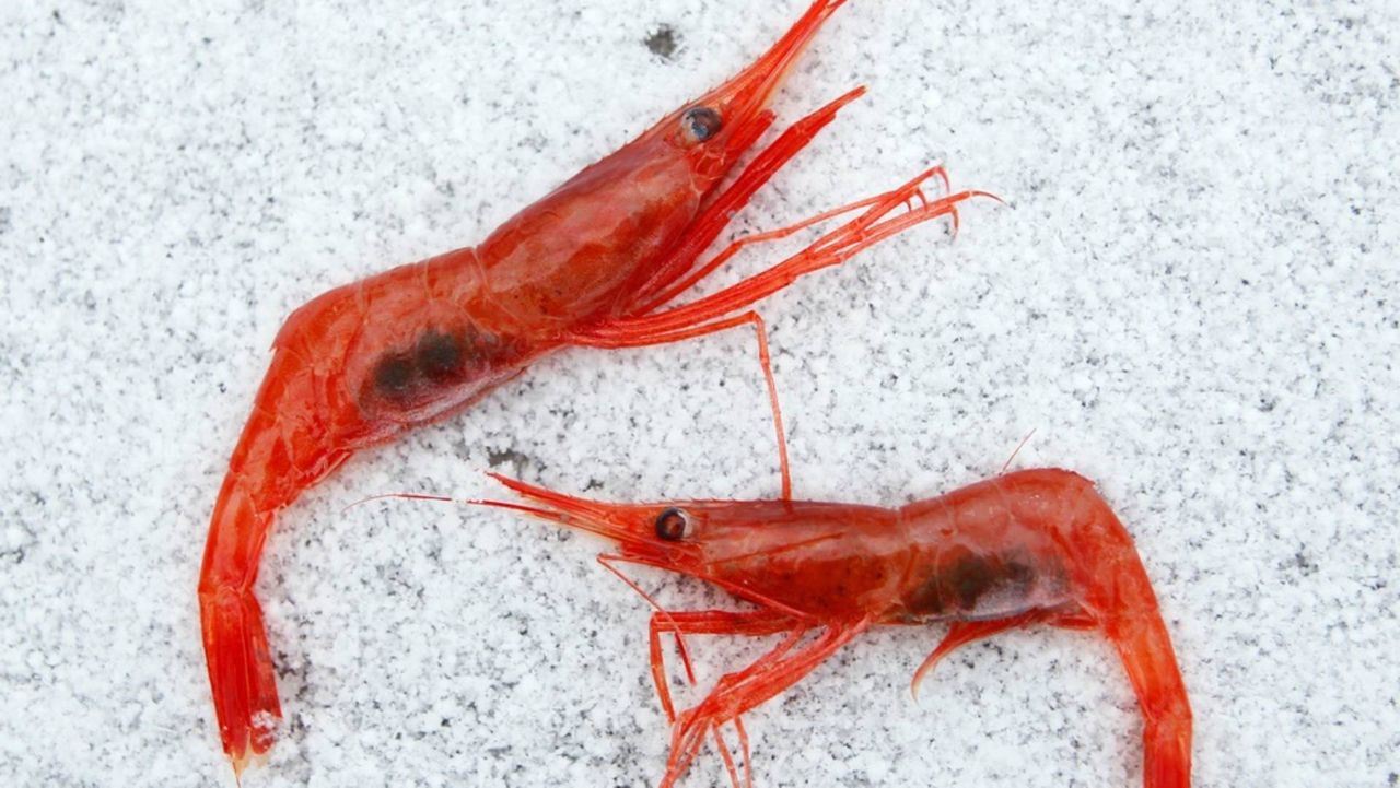 The shrimp fishery will remain closed indefinitely