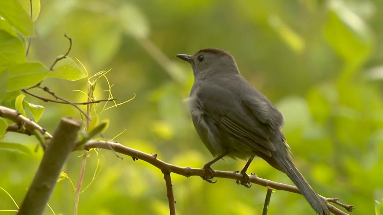 Bird standing on branch