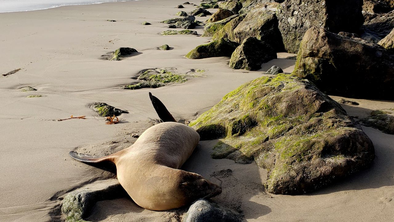 This photo provided by the Channel Islands Marine & Wildlife Institute shows a sick Sea Lion on San Buenaventura State Beach in Ventura, Calif. on Monday. (Channel Islands Marine & Wildlife Institute via AP)