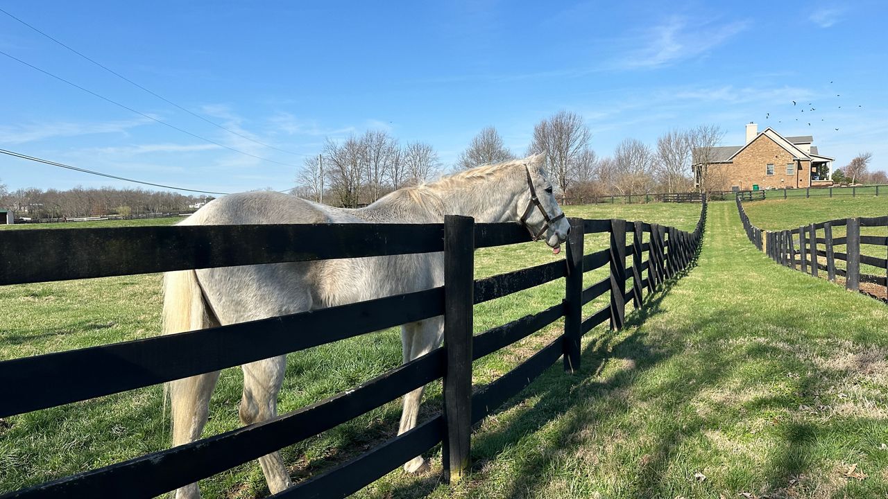 The Oldest Living Kentucky Derby-winning Horse Thrives In Ky