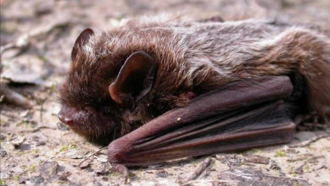The silver-haired bat (Lasionycteris noctivagans) is distinguished from all other Missouri bats by its coloration: blackish fur tipped with silvery white.