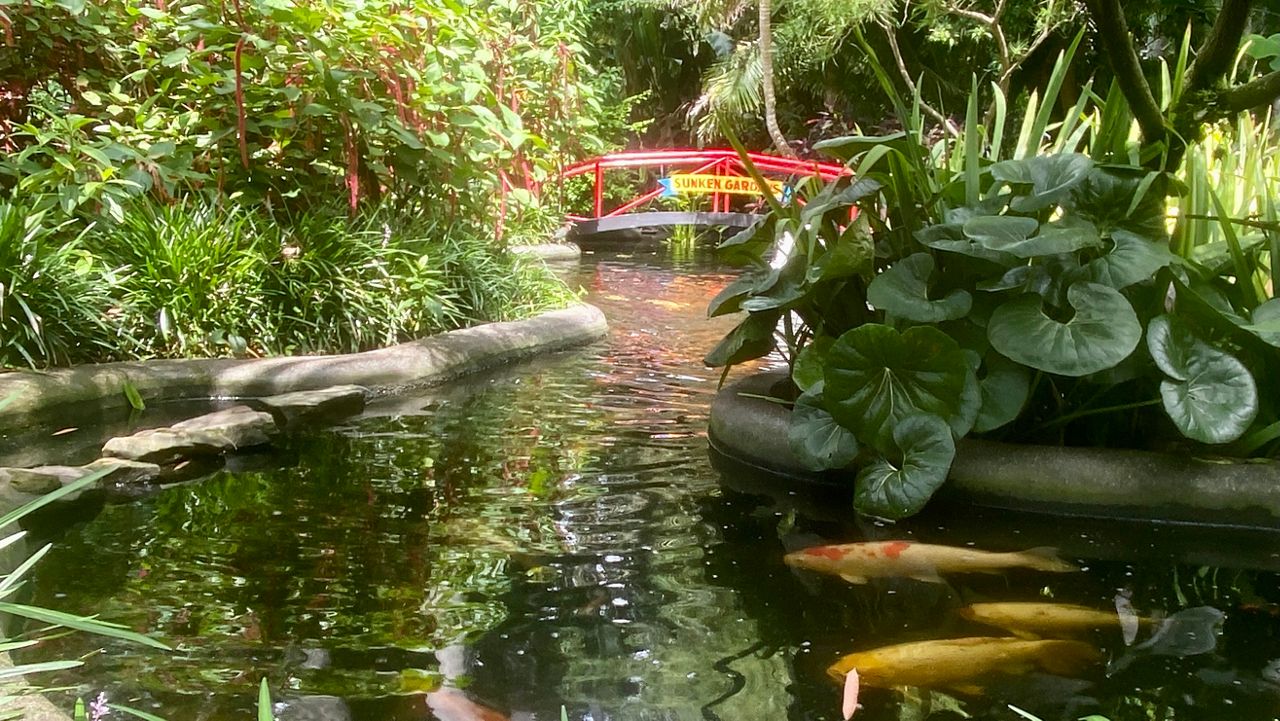  Sunken Gardens is an historic Florida roadside attraction; 4.1 acres of botanical gardens with Chilean Flamingos, exotic rescue birds, a koi pond and pollinator garden (Spectrum News/Virginia Johnson)