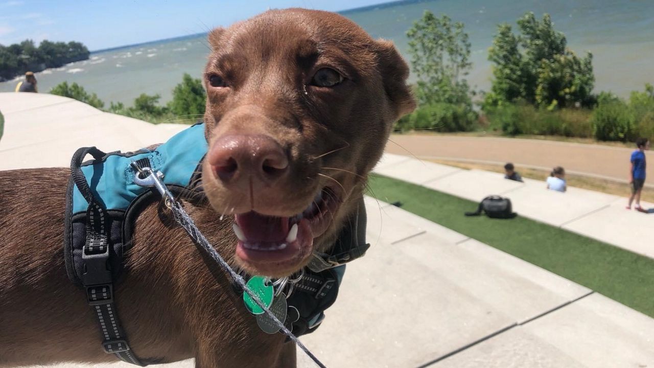 A dog named Kiri poses for a photo at Lakewood Park.