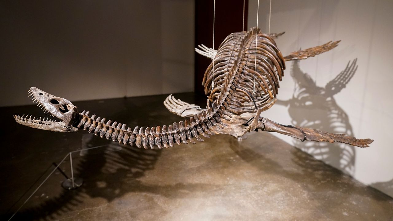 Skeletons of aerial and aquatic predators to be auctioned