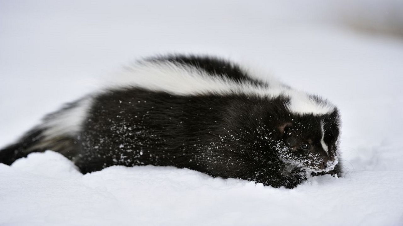 skunk snow