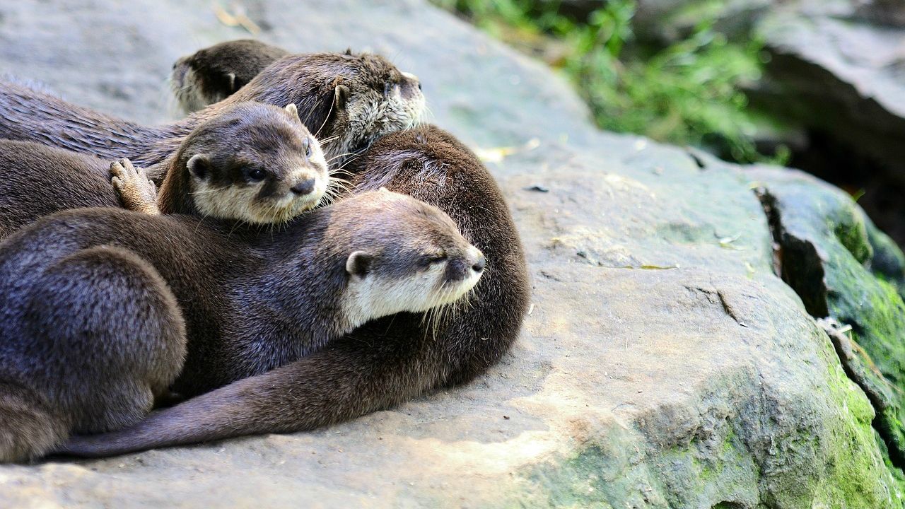 Asian Small-Clawed Otters