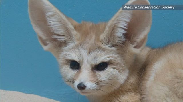 World's Smallest Species of Fox at Prospect Park Zoo