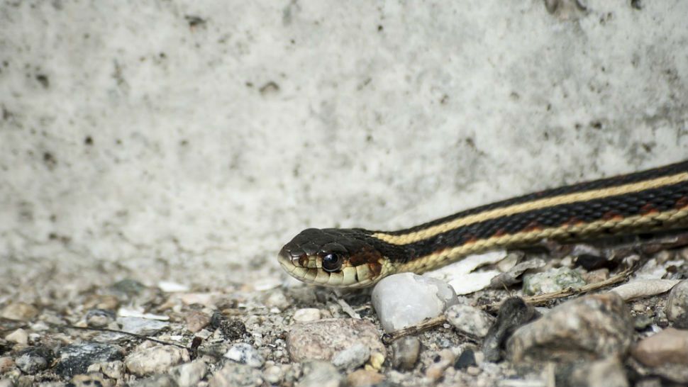 FILE- Garter snake.