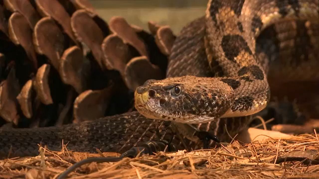 How is Staten Island trying to protect people from poisonous snakes?