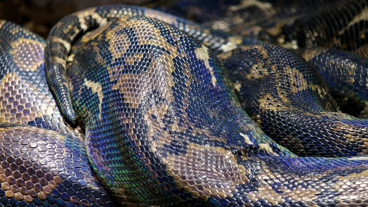 Several pythons were found in an Elizabeth City neighborhood this week, authorities say, but no one seems to know how they got there. (Pixabay)