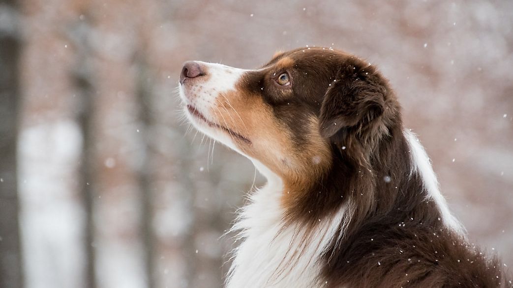 How to keep your pets safe during cold spells