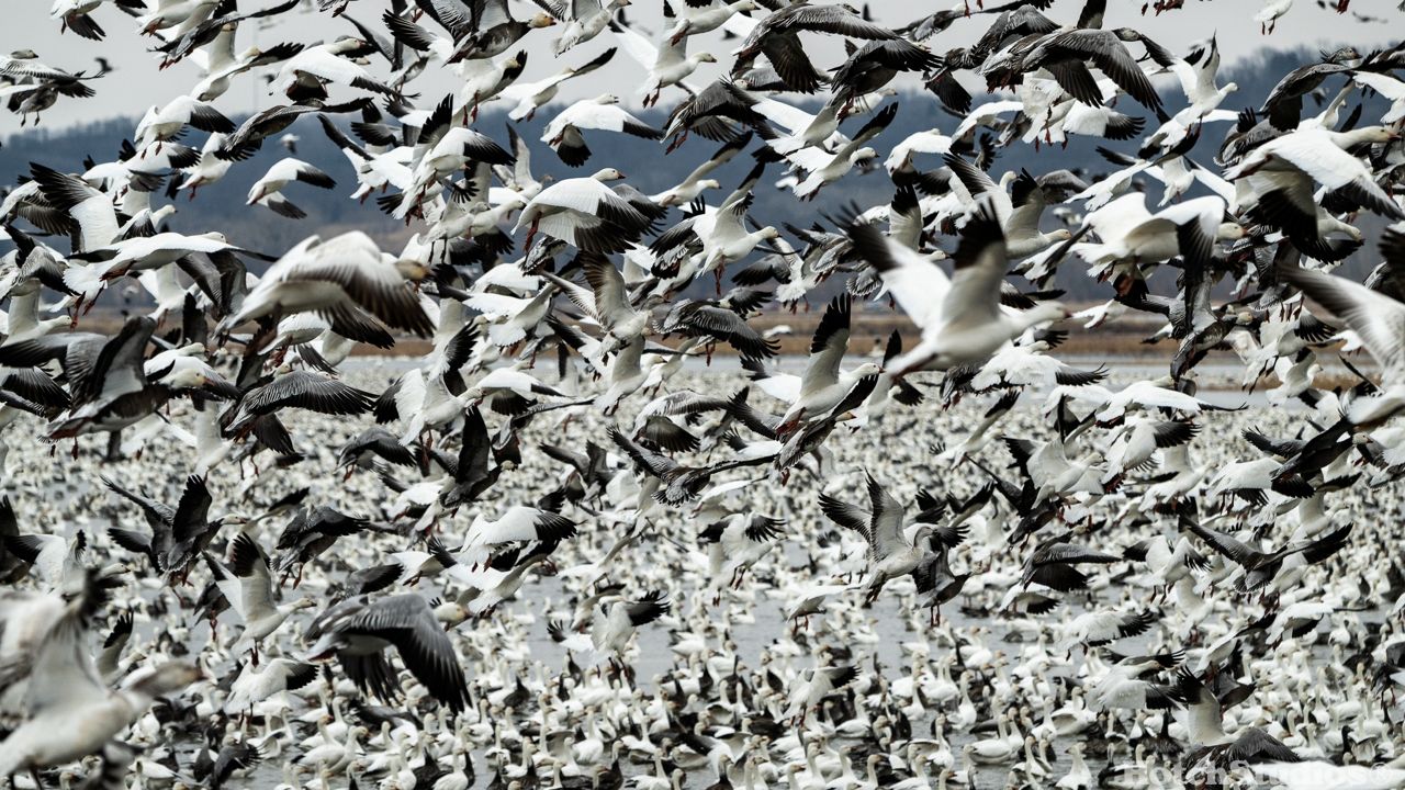 More than one million Snow Geese migrated to Missouri this winter. They are at Loess Bluffs National Wildlife Refuge (Courtesy: Derek Hotchkin)