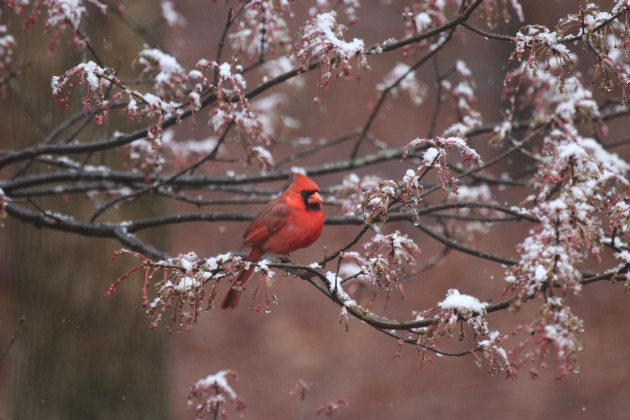 Cardinal in the snow.
