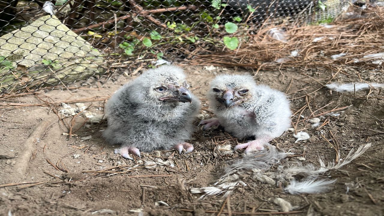 The owlets, listed on the IUCN Red List as vulnerable to extinction, hatched a few days apart. (Photo courtesy of the Akron Zoo) 