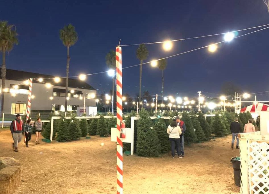 December can bring great weather for Christmas tree shopping