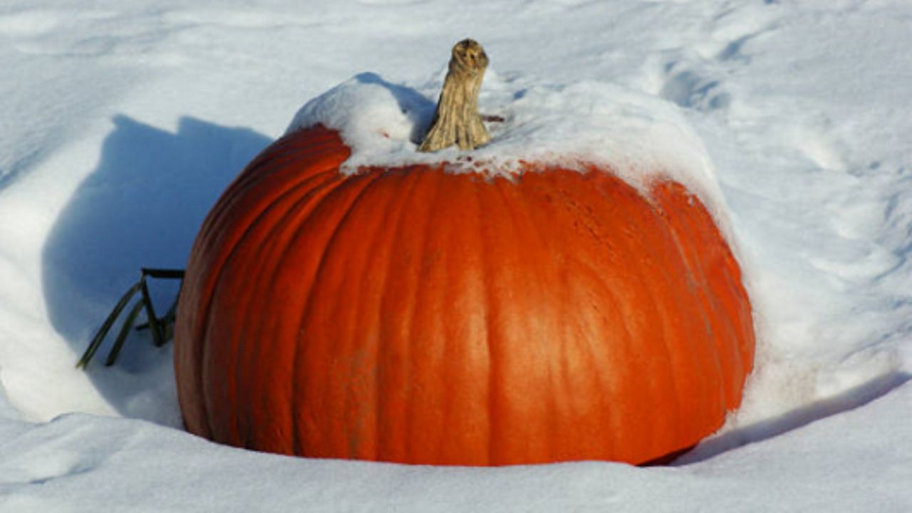 snowypumpkin