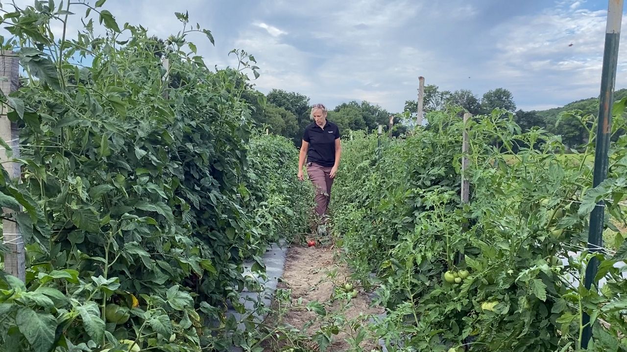 New York apple orchards feeling effects of climate change - Vimarsana News