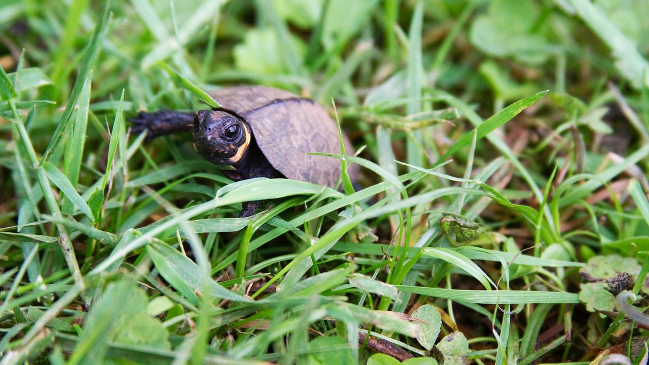 The Center for Biological Diversity petitioned the U.S. Fish and Wildlife Service to list the southern bog turtle under the Endangered Species Act. The small turtles live primarily in mountain bogs in western North Carolina. 