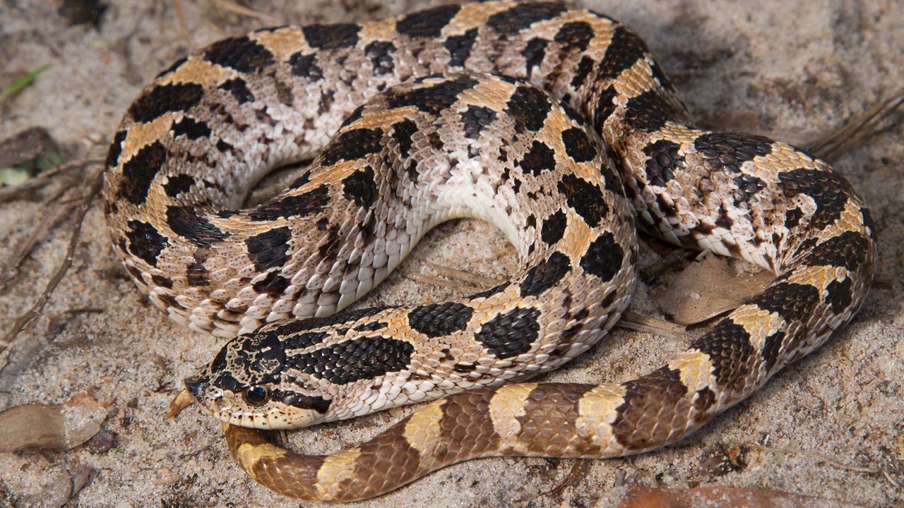 An environmental group is suing the U.S. Fish and Wildlife Service to reconsider listing the southern hognose snak under the Endangered Species Act. (USFWS)