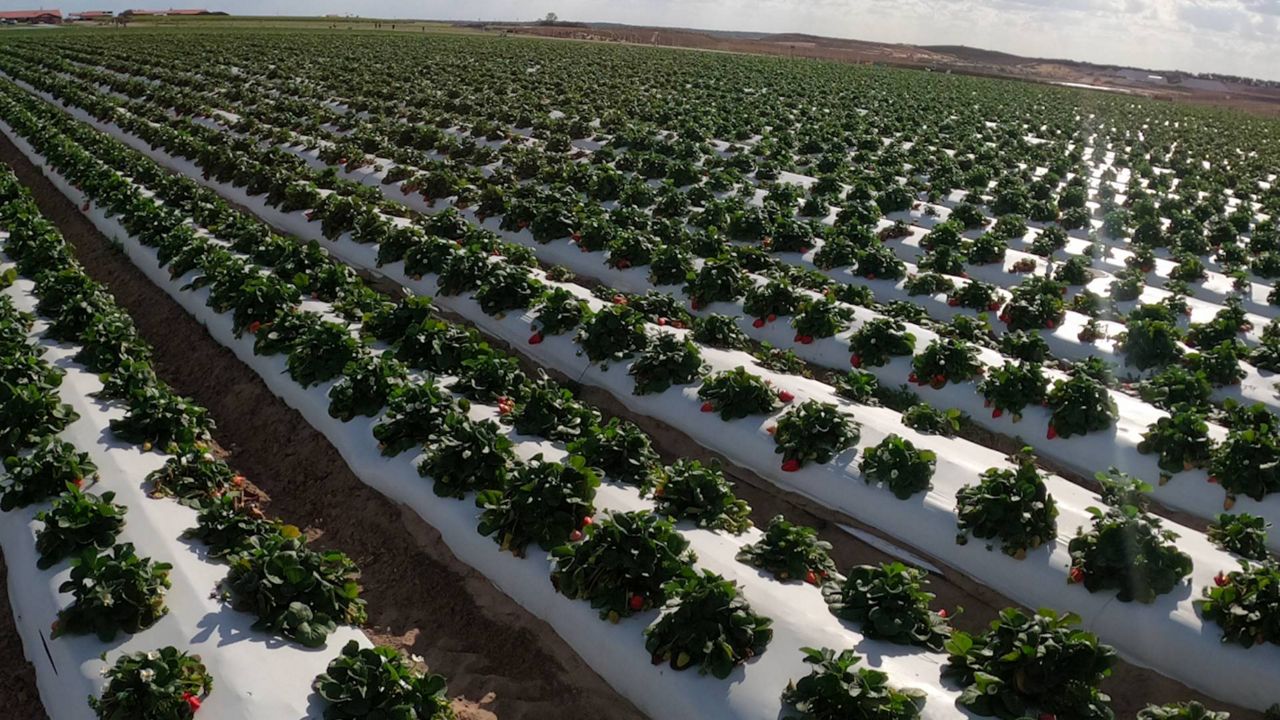 Florida farms look to recover after U.S. declares disaster for Florida AG industry