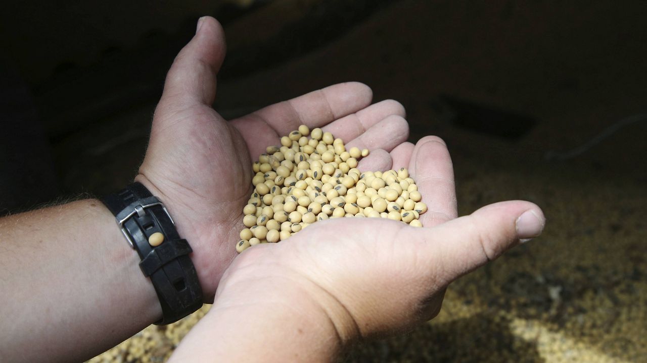 Soybean crop