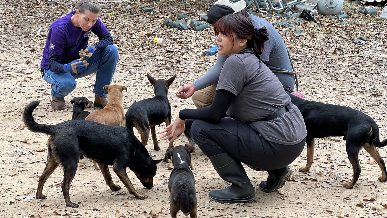 SPCA workers tend to several dogs seized on a property in Kaufman County. (SPCA of Texas)