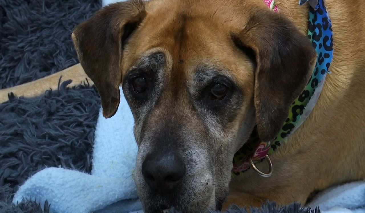 spca surrendering a dog