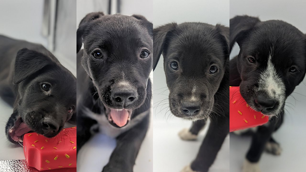 Puppies named after Taylor Swift songs Betty, Karma, Marjorie and Willow will soon be available for adoption at SPCA Tampa Bay. (Courtesy of SPCA Tampa Bay)