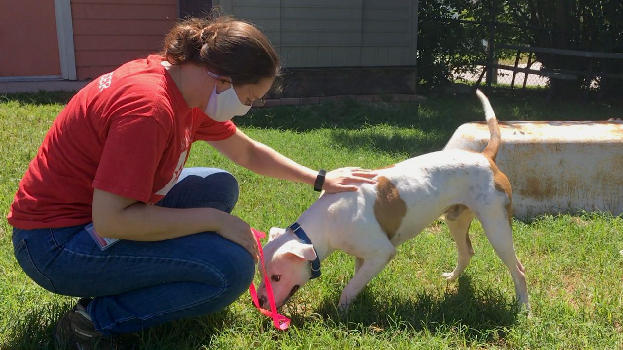 Miller the pitbull and staff member Sydney Bonnin playing outside. (Spectrum News)